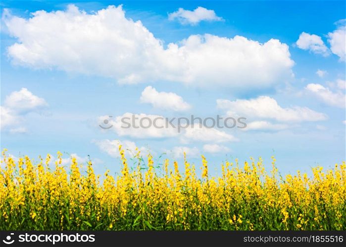 Cloudscape. Landscape of sunn hemp yellow flowers fields in full bloom, bright white clouds in the blue sky in the backgrounds. Flowers fields on sunny summer. Relaxation, holiday, vacations. Focus on the sky.