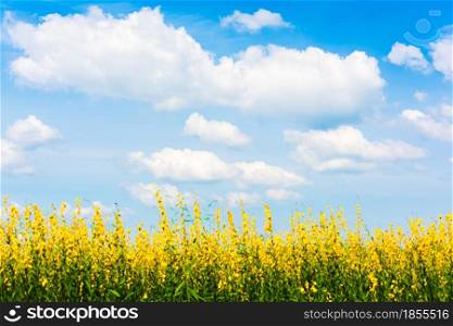Cloudscape. Landscape of sunn hemp yellow flowers fields in full bloom, bright white clouds in the blue sky in the backgrounds. Flowers fields on sunny summer. Relaxation, holiday, vacations. Focus on the sky.