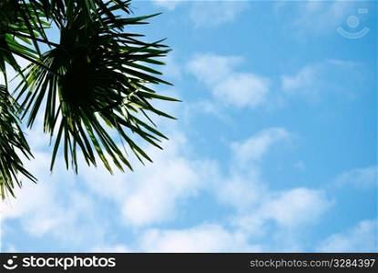 cloudscape with branch of palm tree. nature