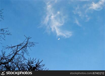 cloudscape with branch of tree. nature