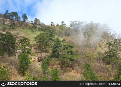 Cloudy Aj-Petri Mountain view and pine trees on slope Crimea, Ukraine)