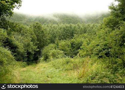 Cloudy day in the forest meadow green Pyrenees landscape