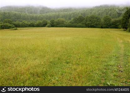 Cloudy day in the forest meadow green Pyrenees landscape