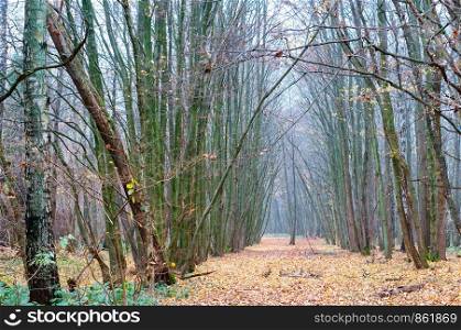 cloudy forest in autumn, fog in the spring forest. fog in the spring forest, cloudy forest in autumn