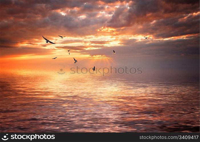 Cloudy sea sunset with seagulls