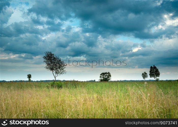 Cloudy sky over a wild meadow with trees, summer view, Nowiny, Poland