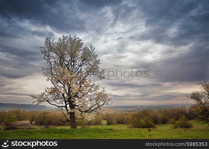 Cloudy spring. Blooming tree. Blossoming spring. Ukrainian hills.