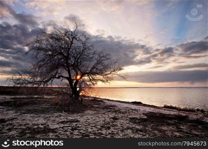 Cloudy sunset on the wild beach with lonely tree