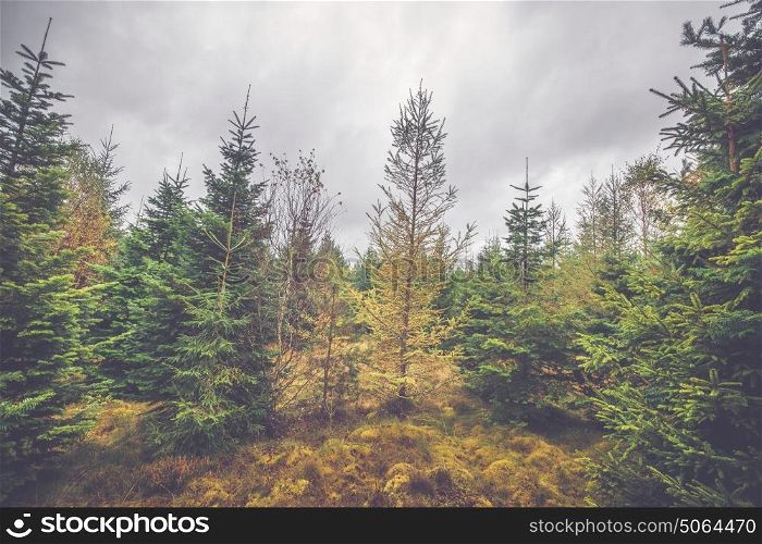 Cloudy weather in a pine tree forest in October