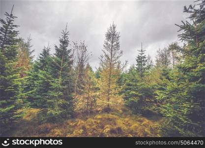 Cloudy weather in a pine tree forest in October