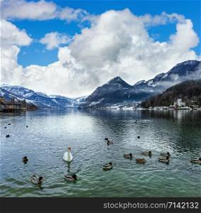 Cloudy winter Alpine lake Grundlsee view (Austria) with wild ducks and swan on water.