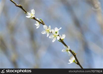 Clouseup of white plum flower, spring blossom
