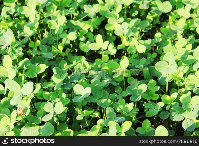 Clover background at sun light. Green clover leaves. St. Patrick&rsquo;s day.