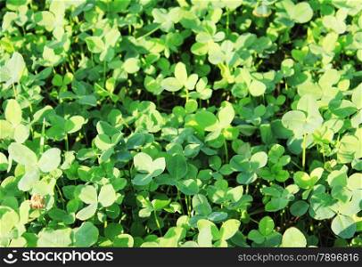 Clover background at sun light. Green clover leaves. St. Patrick&rsquo;s day.