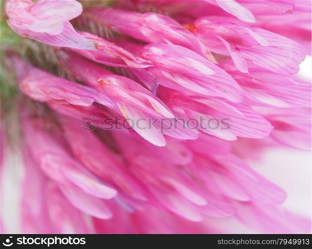 clover flower close-up