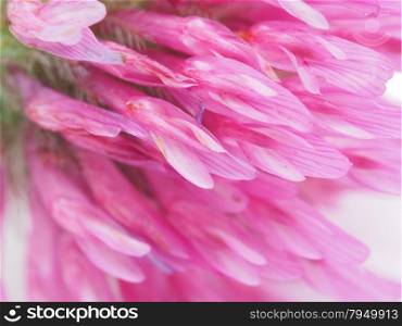 clover flower close-up