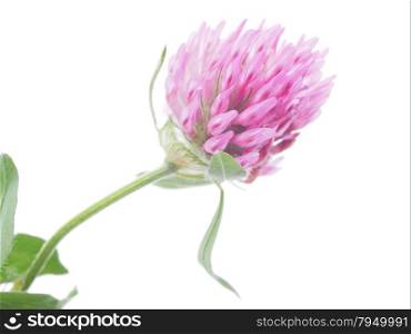 clover flower on a white background