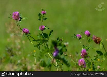 Clover flowers. Blooming flowers. Pink clovers on a green grass. Meadow with pink flowers. Wild violet flowers. Nature flower. Clowers on field. Clover is herbaceous plant of the pea family, with dense globular flower heads and leaves   