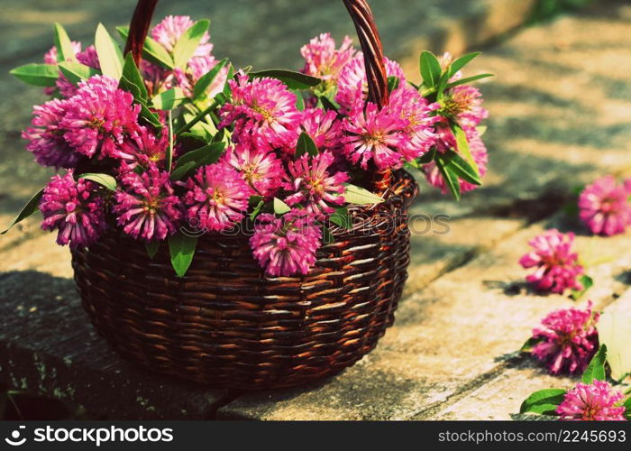 Clover flowers in a basket. Herbs harvesting of medicinal raw materials .. Clover flowers in a basket. Herbs harvesting of medicinal raw materials