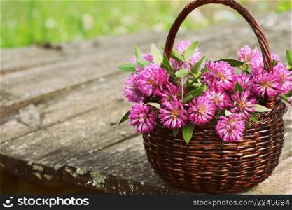 Clover flowers in a basket. Herbs harvesting of medicinal raw materials .. Clover flowers in a basket. Herbs harvesting of medicinal raw materials