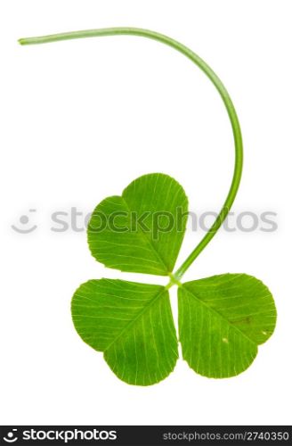 clover isolated on a white