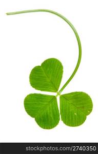 clover isolated on a white