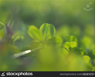 clover leaves