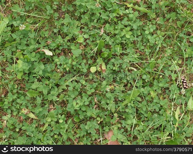 Clover meadow. Clover Trifolium trefoil meadow useful as background