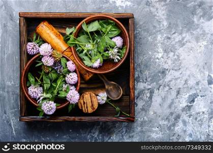 Clover or trefoil flower medicinal herbs.Healing herbs. Clover in herbal medicine