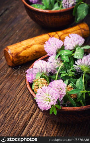 Clover or trefoil flower medicinal herbs.Healing herbs. Healing plant clover