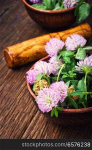 Clover or trefoil flower medicinal herbs.Healing herbs. Healing plant clover