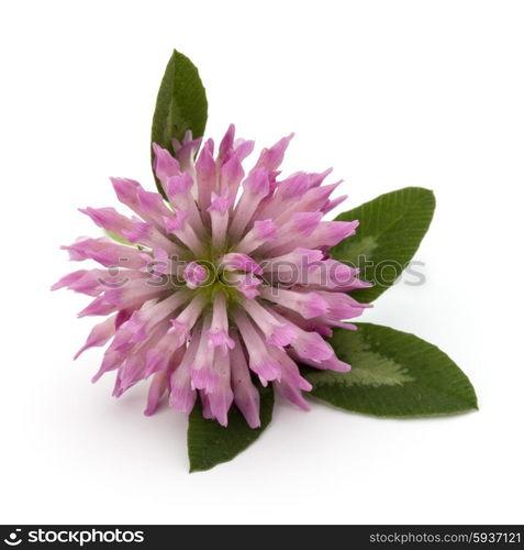 Clover or trefoil flower medicinal herbs isolated on white background cutout