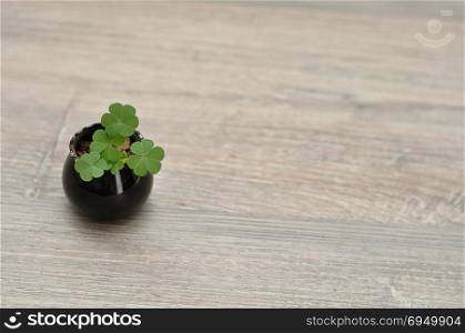 Clovers planted in a small black pot