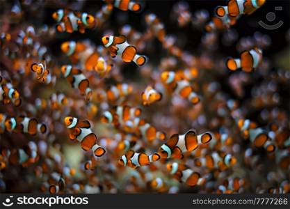 Clown Anemonefish Amphiprion ocellaris common clownfish fish shoal colony between sea anemone tentacles. Clown Anemonefish Amphiprion ocellaris