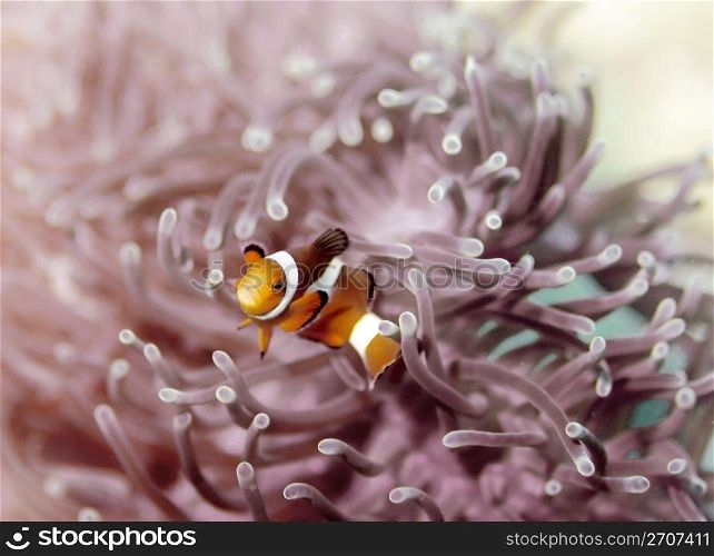 Clown anemonefish at Bida Nok divesite on Phi Phi, Thailand . Clown anemonefish