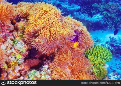 Clown fish swimming in coral garden, beautiful undersea nature, majestic marine life, diving on Maldives island
