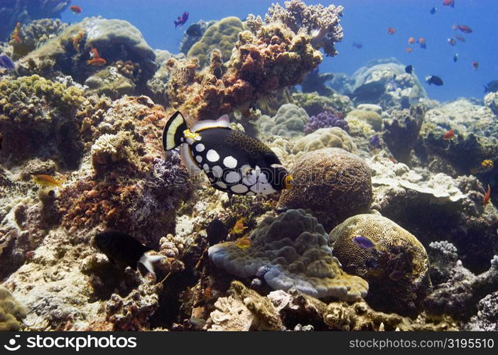 Clown triggerfish (Balistoides conspicillum) swimming underwater, Papua New Guinea