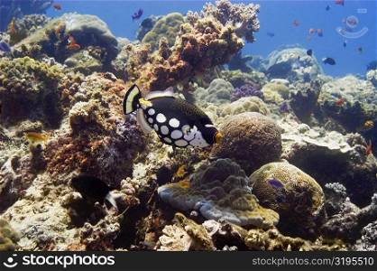 Clown triggerfish (Balistoides conspicillum) swimming underwater, Papua New Guinea