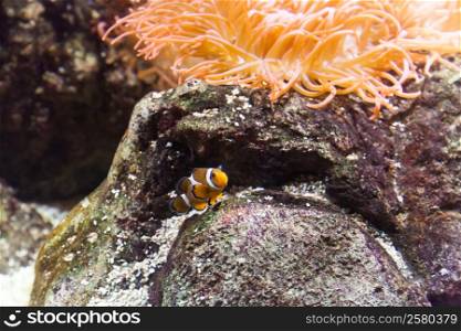 Clownfish in Aquarium - Genoa, Italy