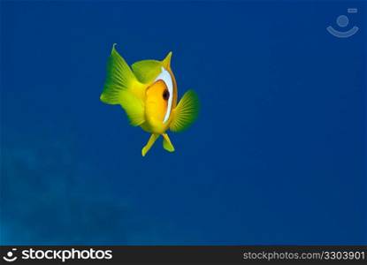 Clownfish5