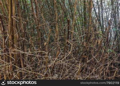 Clump of Bambusa bamboo with thorn in Thailand