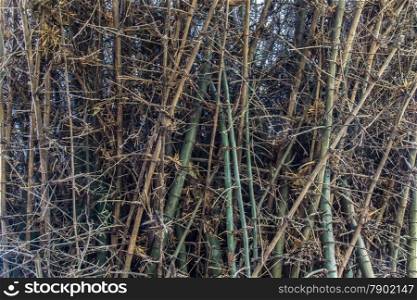 Clump of Bambusa bamboo with thorn in Thailand