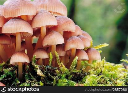 Clump of Mushrooms