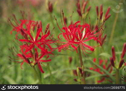 Cluster amaryllis