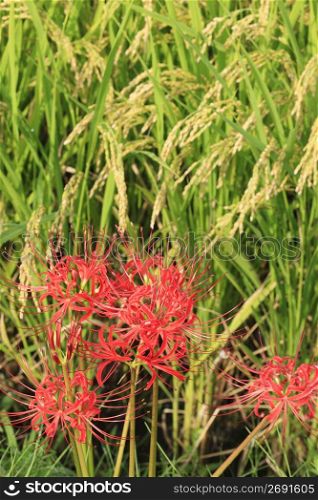 Cluster amaryllis and Ear of rice