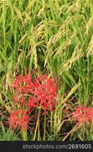 Cluster amaryllis and Ear of rice