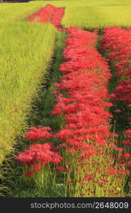 Cluster amaryllis and Rice paddy