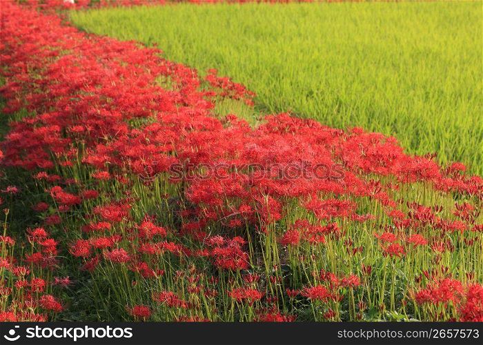 Cluster amaryllis and Rice paddy