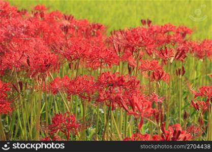 Cluster amaryllis and Rice paddy