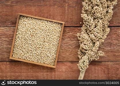 cluster and box of ripe white sorghum seeds on rustic wood background